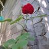 Botero rose photo