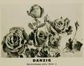 Danzig rose photo