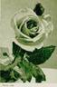 Florex rose photo