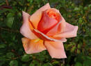 Abbaye de Cluny rose photo