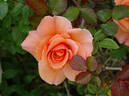 Apricot Candy ™ rose photo