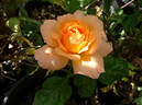 Apricot Silk rose photo