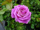 Arctic Blue ™ rose photo