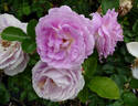 Arctic Blue ™ rose photo