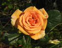Ashram ® rose photo