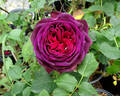 Astrid Gräfin von Hardenberg rose photo