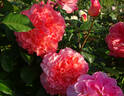 Augusta Luise ® rose photo