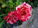Avant-Garde rose photo