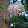 La Sauvagine Terre et Passion rose photo