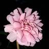 Princess Alexandra of Kent rose photo