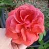 Smoky rose photo