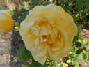 Marco Polo rose photo
