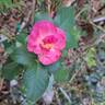 Renée van Wegberg ™ rose photo