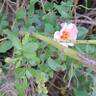 Peace and Love rose photo