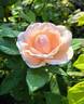 Donatella rose photo