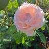 Donatella rose photo