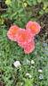 Lilian Austin rose photo
