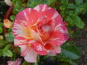 Alfred Sisley ™ rose photo