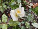 JEFFREY BRIAN GON rose photo