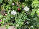 JEFFREY BRIAN GON rose photo