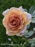 Irish Crème rose photo