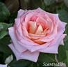 Scentsation rose photo