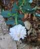 Little White Pet rose photo