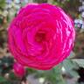 Kazatchok ® rose photo