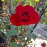 Ruby Ruby ™ rose photo