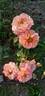 Marie Curie ® rose photo