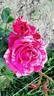 Crazy Fashion ® rose photo