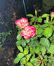 Enchanted Meadow™ rose photo