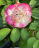 Enchanted Meadow™ rose photo