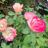 Enchanted Meadow™ rose photo