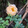 The Shepherdess rose photo