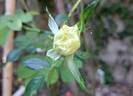 Memoire ™ rose photo