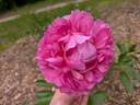 Juliska peony photo