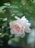 Love's Light rose photo