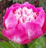 Magnet peony photo