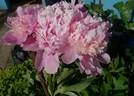 Elizabeth Queen of the Belgians peony photo