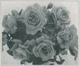 Margaret McGredy rose photo