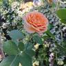 Château de Canon® rose photo