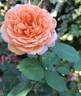 Château de Canon® rose photo