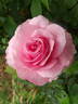 Horatio Nelson rose photo