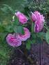 Gruppenkönigin rose photo