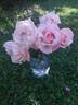 Istropolitana rose photo