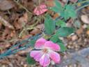 Rodin ® rose photo
