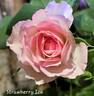 Strawberry Ice rose photo