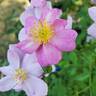 Lavender Dream rose photo