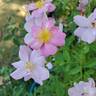 Lavender Dream rose photo